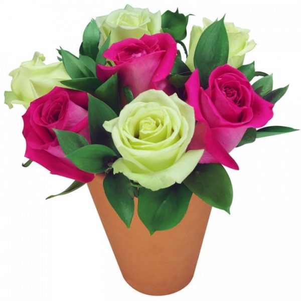 Delicadeza