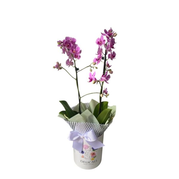 Charmosa orquídea
