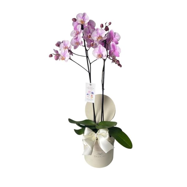 Box orquídea mãe delicada