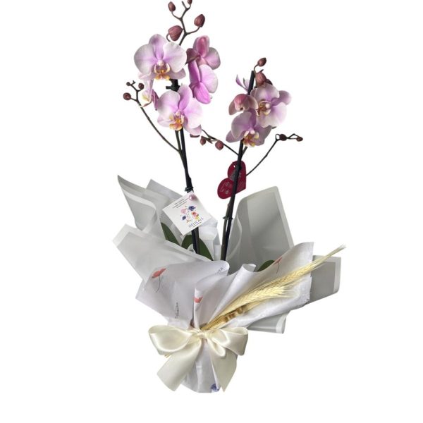 Orquídea decorada no papel