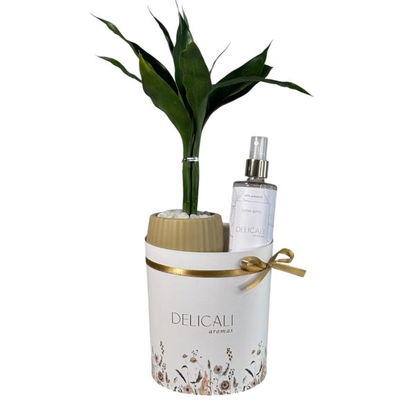 Kit Bambu Com Aroma