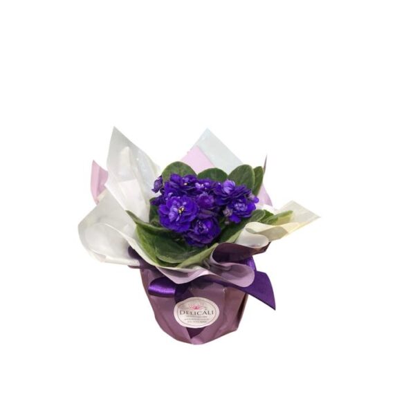 Violeta Decorada No Papel